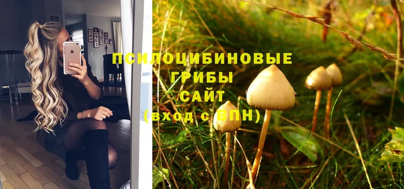 Галлюциногенные грибы MAGIC MUSHROOMS  наркота  Александровск 